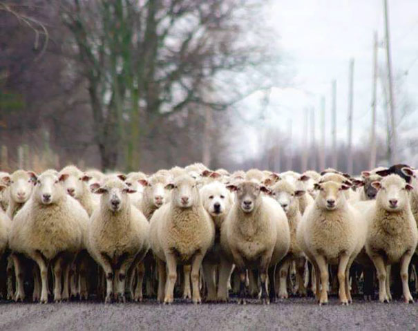 Anomaly Detection